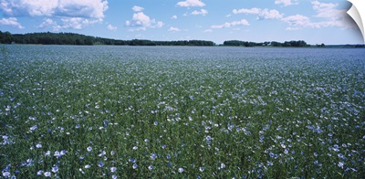Flax (Linum usitatissimum) growing in a field, Vanso, Sodermanland, Sweden