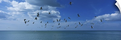 Flock of birds flying over a sea, Gulf of Mexico, Venice, Florida