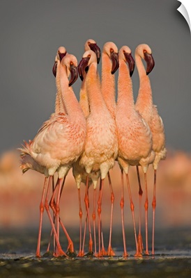 Flock of eight flamingos wading in water, Lake Nakuru, Kenya