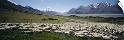 Flock of sheep in a field, Lake Pukaki, Glentanner Station, Mt Cook, Mt Cook National Park, South Island, New Zealand