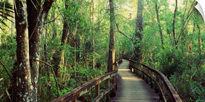 Florida, Fakahatchee Strand State Preserve, Boardwalk at Big Cypress Bend