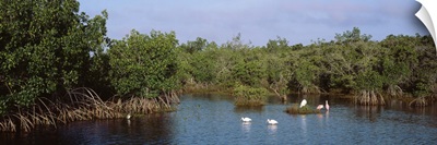 Florida, JN Darling National Wildlife Refuge, birds in the wildlife park