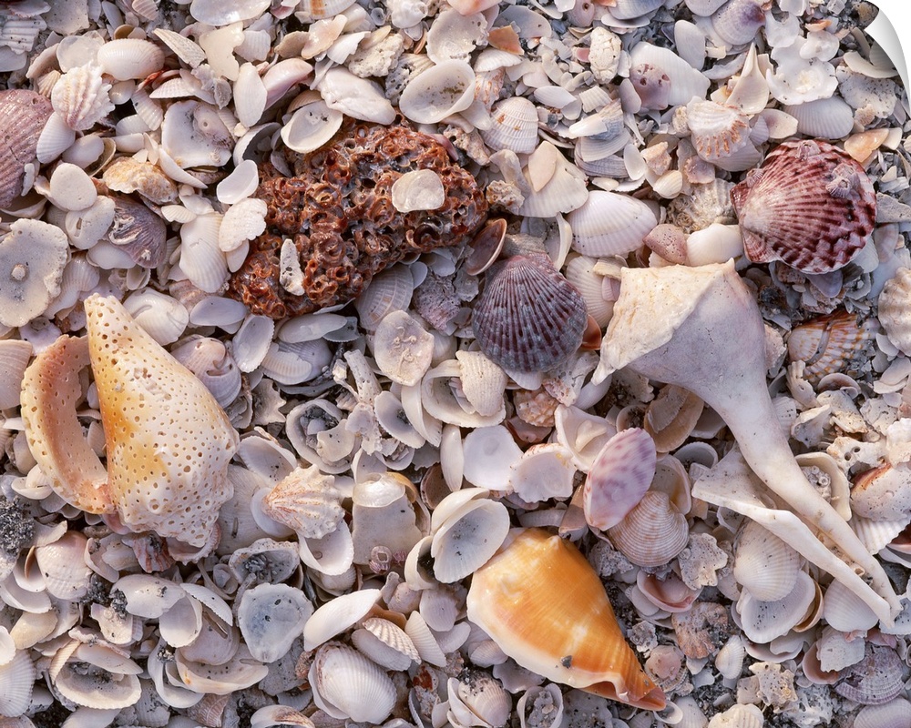 Large photograph of assorted seashells in the sand on a beach in Sanibel Island, Florida in the Gulf of Mexico.