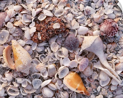 Florida, Sanibel Island, Gulf of Mexico, Sea shell on the beach