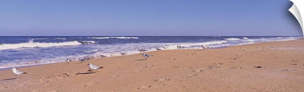 A flock of birds walk along the shore on the Florida coast.