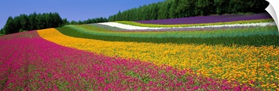 Flower Farm Hokkaido Japan