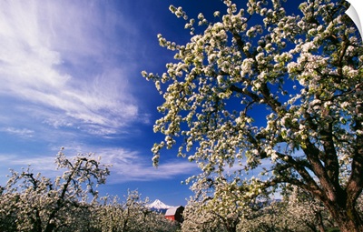 Flowering apple trees, distant Mount Hood, Oregon