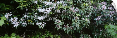 Flowering Mountain Laurels (Kalmia latifolia), Chattooga River, Georgia near South Carolina