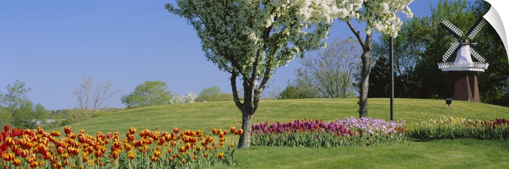 Various colored tulips and flowering trees are pictured to the left of a small windmill.