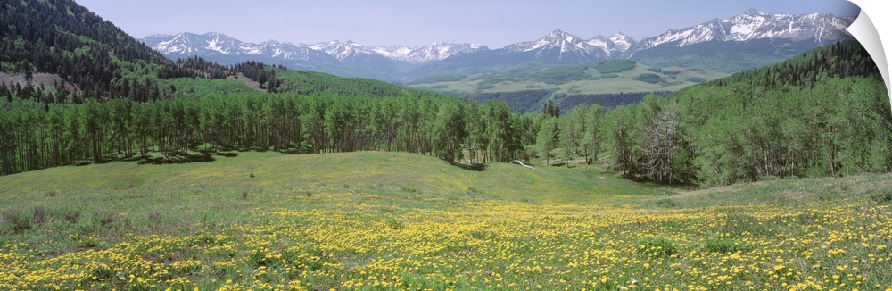 Flowering plants on a field, Mt. Wilson, San Miguel Range, Telluride, Colorado