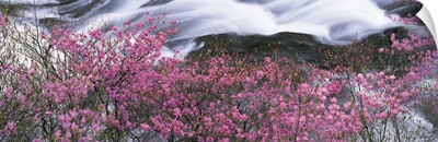 Flowers along river Japan