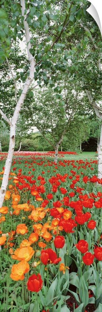 Warm colored tulips are pictured at the bottom in this tall panoramic piece.
