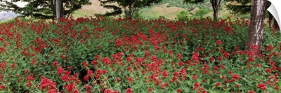 Flowers in a botanical garden, Red Butte Garden and Arboretum, Salt Lake City, Utah,