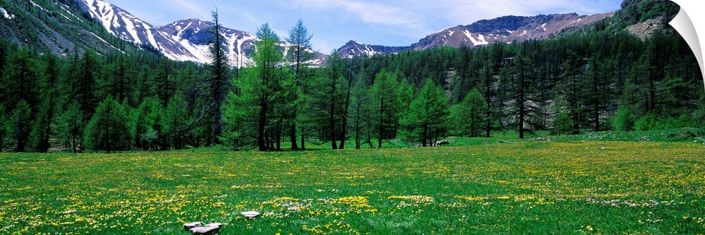 Flowers in a field, Mercantour National Park, France