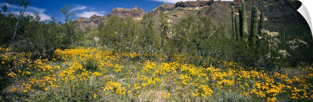 Flowers in a field, Organ Pipe Cactus National Monument, Arizona