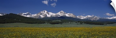 Flowers in a field, Sawtooth National Recreation Area, Stanley, Idaho