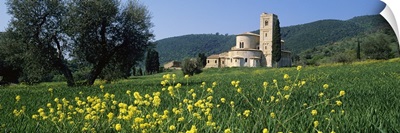 Flowers in a field with a church in the background, San Antimo Abbey, San Antimo, Tuscany, Italy