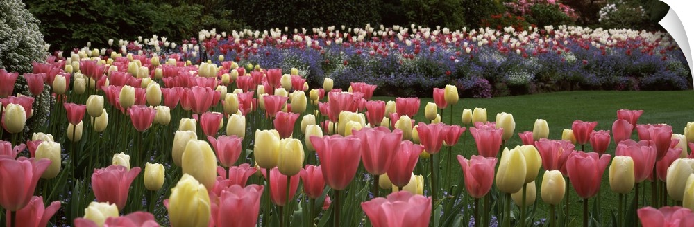 Long horizontal photo on canvas of brightly colored tulips in a garden.