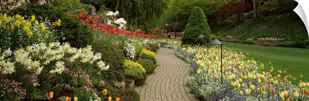 Giant, landscape photograph of a brick path leading through vibrant flowers and shrubs, in Butchart Gardens at Brentwood B...