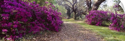 Flowers in a garden, Magnolia Plantation and Gardens, Charleston, South Carolina