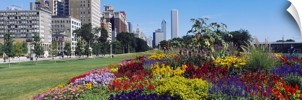 Flowers in a garden, Welcome Garden, Grant Park, Michigan Avenue, Roosevelt Road, Chicago, Cook County, Illinois