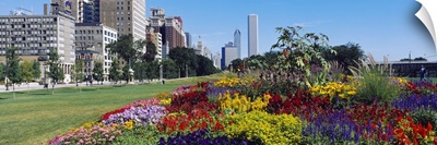 Flowers in a garden, Welcome Garden, Grant Park, Michigan Avenue, Roosevelt Road, Chicago, Cook County, Illinois