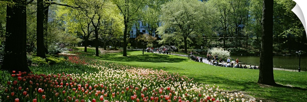 Wide angle photograph taken of a thick strip of flowers that grow on a lush green field in Central Park.