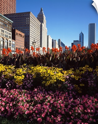 Flowers in a park, Grant Park, Michigan Avenue, Chicago, Cook County, Illinois,