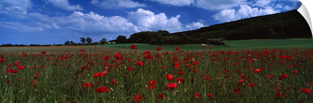 Flowers on a field, Staxton, North Yorkshire, England