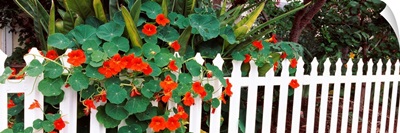 Flowers over a picket fence Naples Long Beach California