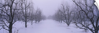 Fog over a snow covered pear orchard, Upper Hood River Valley, Hood River County, Oregon