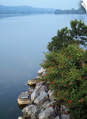 Foliage In Bloom Along Lake Eucha