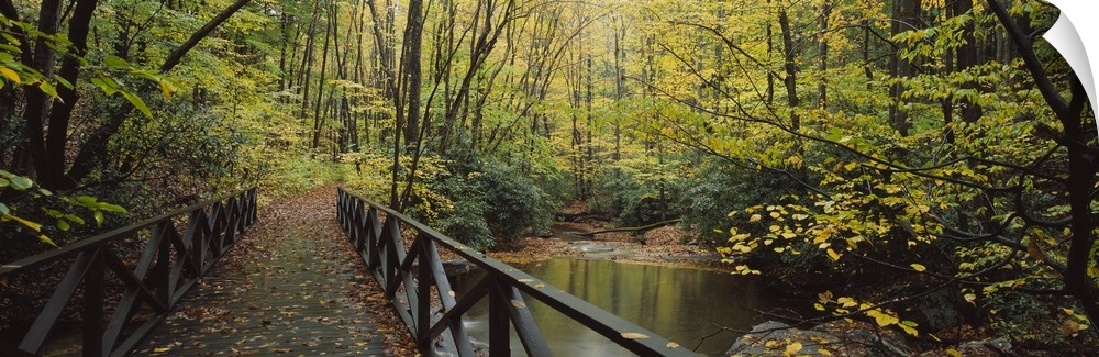 Photograph taken of a small walking bridge that cuts through a dense forest during the fall.
