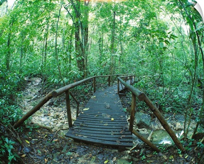 Footbridge Through Rain forest Costa Rica