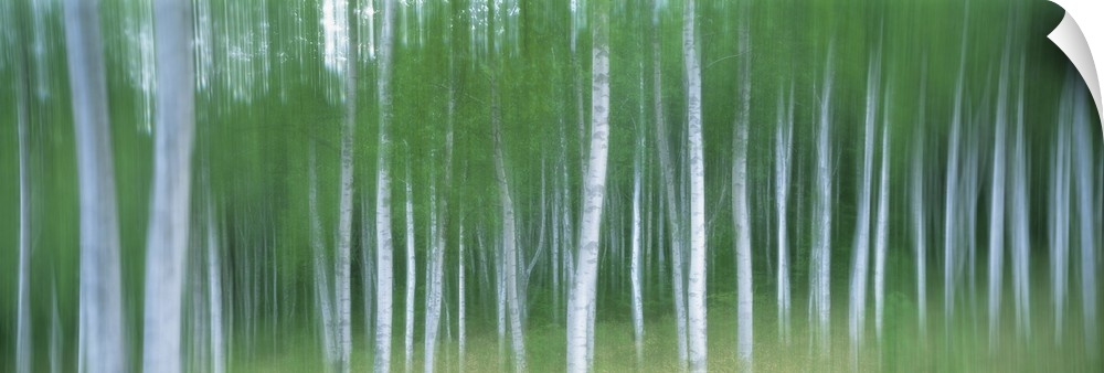 Blurred shot of leaf covered birch trees in a forest.
