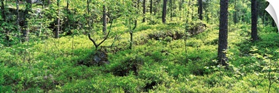Forest Blueberry Bushes Norway