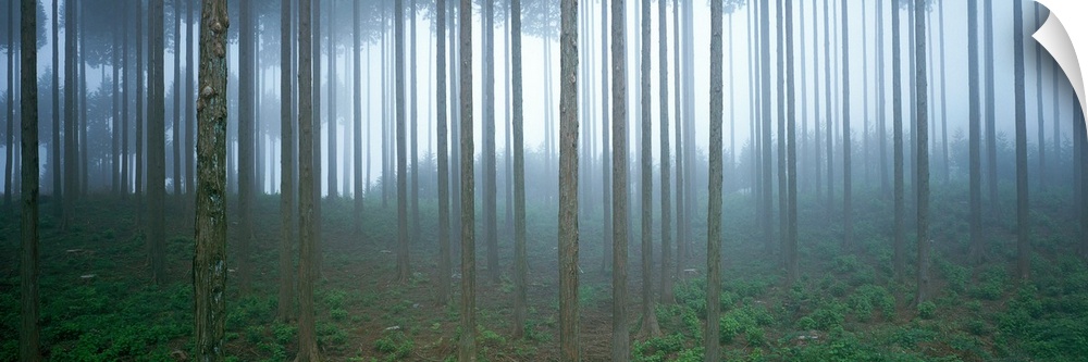 Forest in Fog Shizuoka Japan