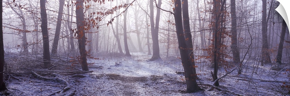 Forest in winter at dawn Bavaria Germany