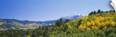 Forest on a mountain, Mt. Lindsay, Huerfano River Basin, Sangre De Cristo Mountains, Aspen, Colorado