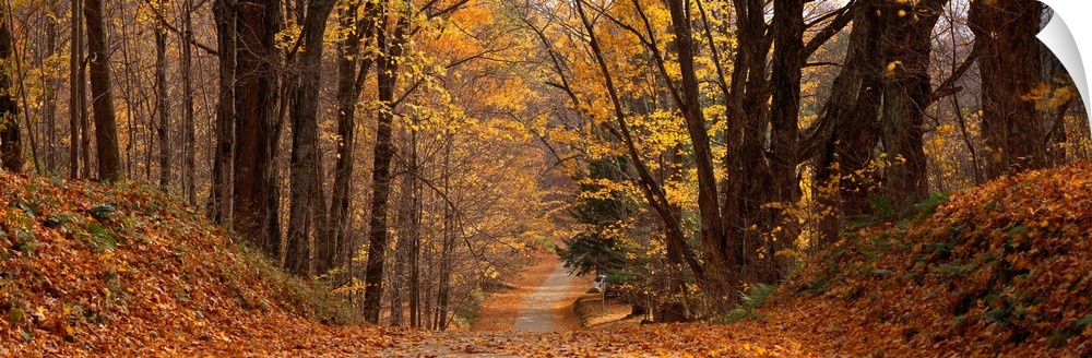 Panoramic photograph taken of a road covered with autumn leaves and lined on either side with trees.