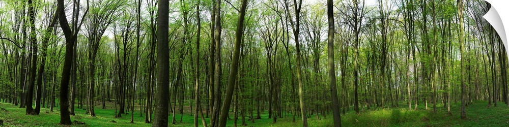Forest, Vlad Tepes, Sighisoara, Mures County, Romania