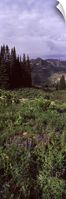 Forest Washington Gulch Trail Crested Butte Gunnison County Colorado
