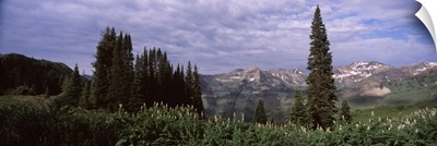 Forest Washington Gulch Trail Crested Butte Gunnison County Colorado