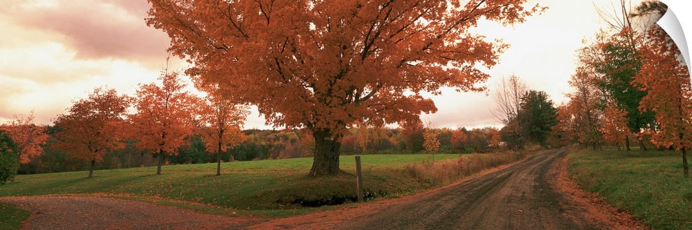 This is a panoramic photograph of a convergence of two roads under a tree in a field at autumn.