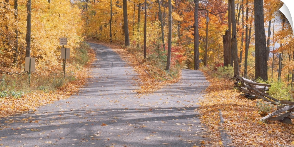 Big canvas photo of a road that forks with beautiful fall foliage surrounding it.