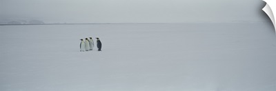 Four Emperor penguins on a polar landscape, Ross Sea