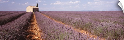 France, Valensole Provence, lavender field