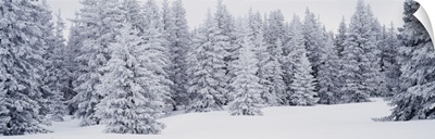 Fresh Snow on Pine Trees Taos County NM