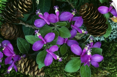 Fringed polygala flowers blooming around fallen pine cones, close up, Michigan