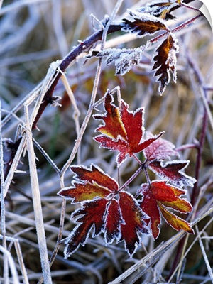 Frost On Autumn Color Evergreen Blackberry Bush Leaves